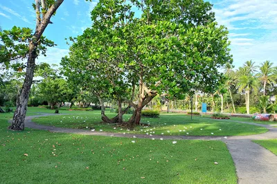 Suva Sea Wall