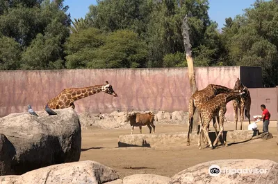 Zoo San Juan De Aragon