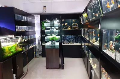 Aquarium BG