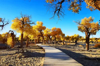 Approaching Dunhuang's Millennial Splendid Culture in 2020, Pursuing the Three-Thousand-Year Vigil of the Populus Euphratica Forest