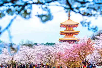武汉东湖樱花园（开放时间+门票+路线）_听涛景区住宿攻略
