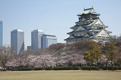 2022 OSAKA Sakura Story: This Spring, Osaka's Cherry Blossoms Bloom Brilliantly!