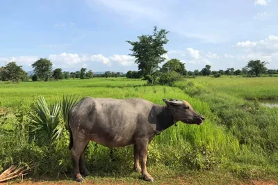 Cambodia Cycling