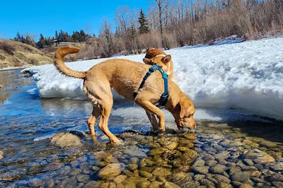 Riverdale Off Leash Dog Park