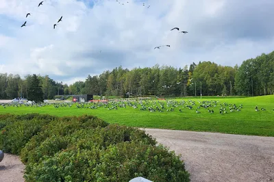Oittaa Angry Birds Park