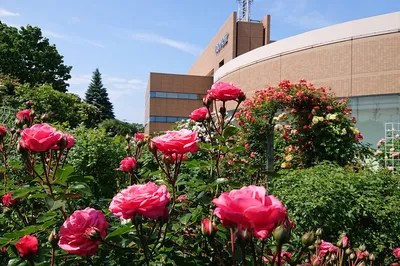 Royce Rose Garden
