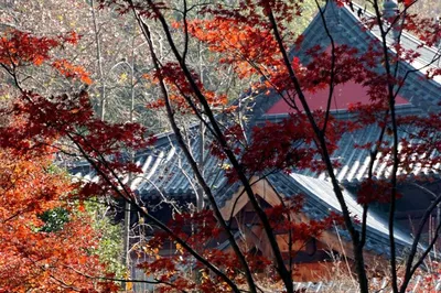 系列遊記二 《滿山紅葉似彩霞》