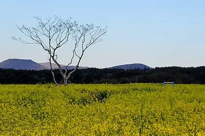Canola Field