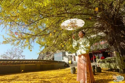 Autumn's in the Air | Visit Jiande, Climb the Jiangnan Hanging Temple, Admire the King of Ginkgo, and Enjoy a Spectacular Show