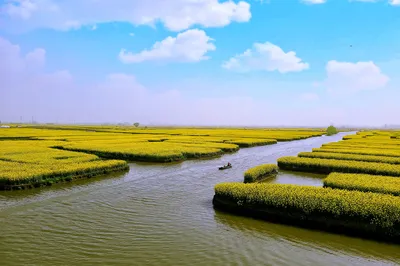 醉美花季——南京揚州興化無錫宜興