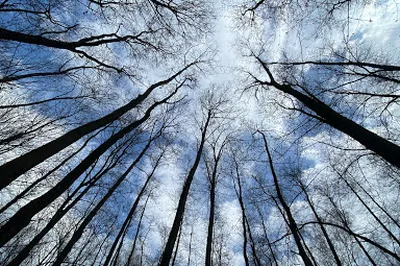 Borkowski Forest