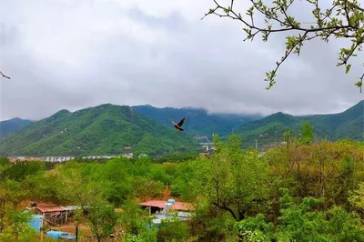 天津盤山閒窠慧舍民宿，森林中木屋別墅，住客直呼:跟清邁太像了