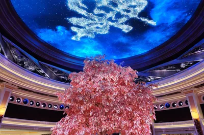 永利澳門吉祥樹