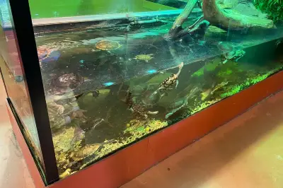 Canberra Reptile Zoo
