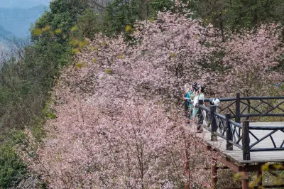 樱花三月入江南，桐庐天子地春光无限好