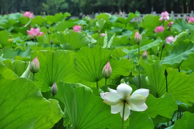 Flower City Revisited: Jade Lotus