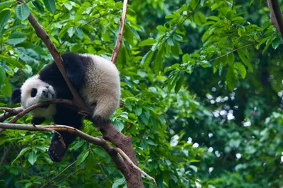 A Slow Travelogue of Chengdu