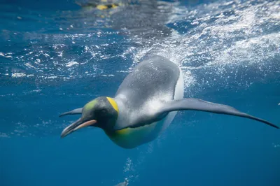 墨尔本水族馆