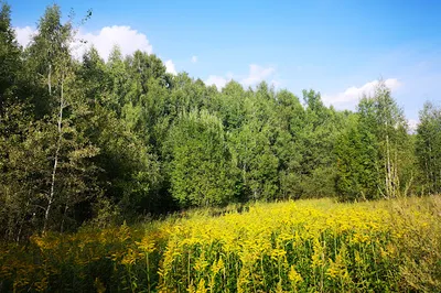 Serebryanyye Rodniki