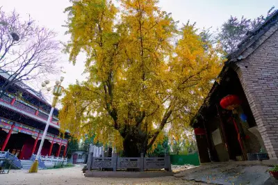 郑州最古老银杏树已有1200岁，深秋时节金光灿灿，与寺庙交相辉映