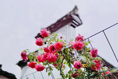 All is Well: A May Day Self-Drive from Hangzhou – Explore Longmen Ancient Town in Fuyang within One-Hour Travel Circle, In-Depth Tour of Surrounding Villages