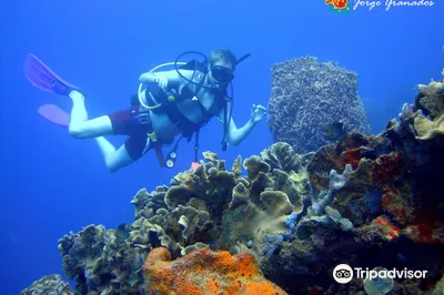 Diving Planet