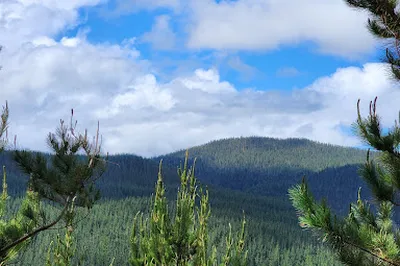 Redwoods View to Rotorua