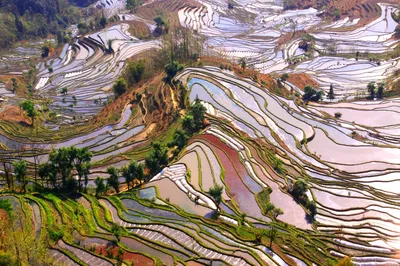 Discovering Magnificent China: Embracing Poetry and the Distant Horizon – Journey Across the Motherland Series II: Yunnan Chapter (1) Hani Rice Terraces