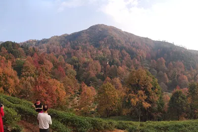 A Three-Day Winter Trip to Heyuan: Discovering the Guangdong Version of Wuliang Mountain...