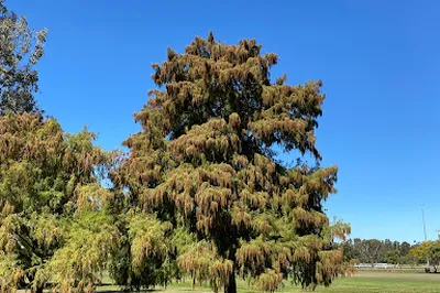 Teralba Park