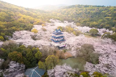 無錫賞櫻花
