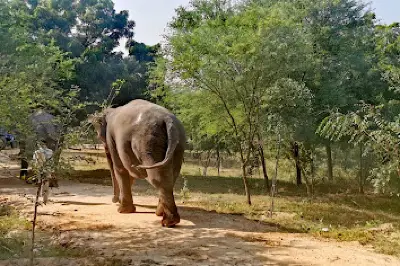 Jaipur Elephant Park