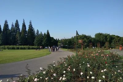 Exploring Binjiang Forest Park