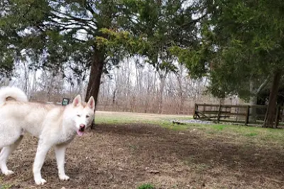 Pitts Dog Park