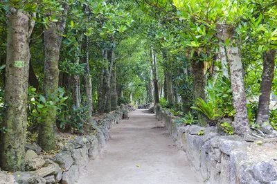 备濑福树林