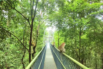 MacRitchie Reservoir