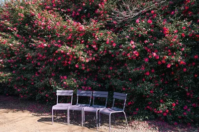 山茶花之丘