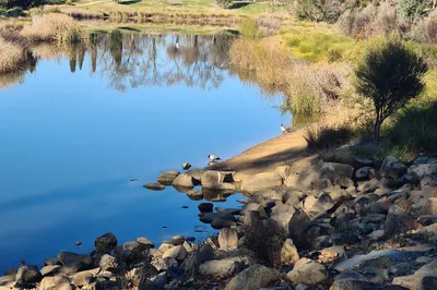 Dickson Wetland