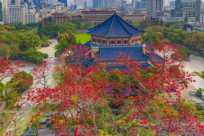 Kapok Flower Viewing in Guangzhou
