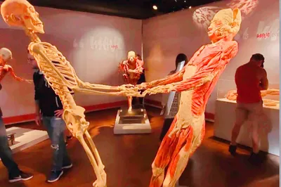 Real Bodies Las Vegas