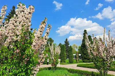 Botanical Garden, fish pond