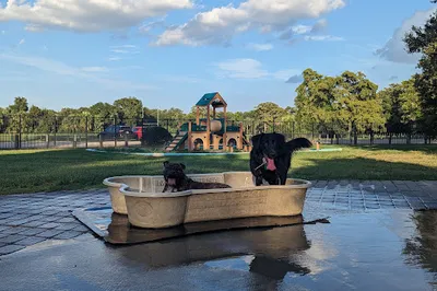 NOLA City Bark