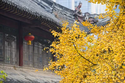 2020端午節解鎖成都旅遊攻略、成都必住酒店推薦--成都西姆善居酒店（陝西街店）