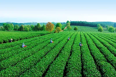 Yunnan Pu'er Travel, Vacation, Business Trip, Self-Drive Tour Preferred City Garden Hotel Accommodation Guide