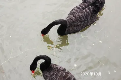 Walking the Forest Path, Watching Swans, and Talking About the Eight Delicacies