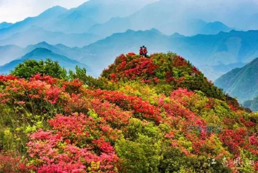 游华东最大杜鹃山，就来安徽宁国汤公岭民宿，观万亩齐放映山红！