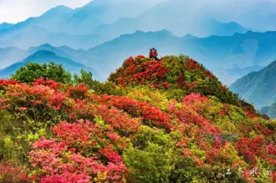 遊華東最大杜鵑山，就來安徽寧國湯公嶺民宿，觀萬畝齊放映山紅！