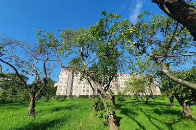 Park "Kurakina Dacha"