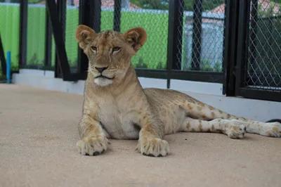 Lion Land Phuket
