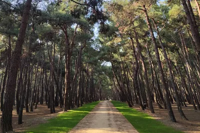 Florya Atatürk Forest